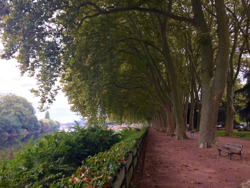 Chinon, alongside many small villages, was built on the banks of the Vienne River. The river is now a source of activity, food and play.